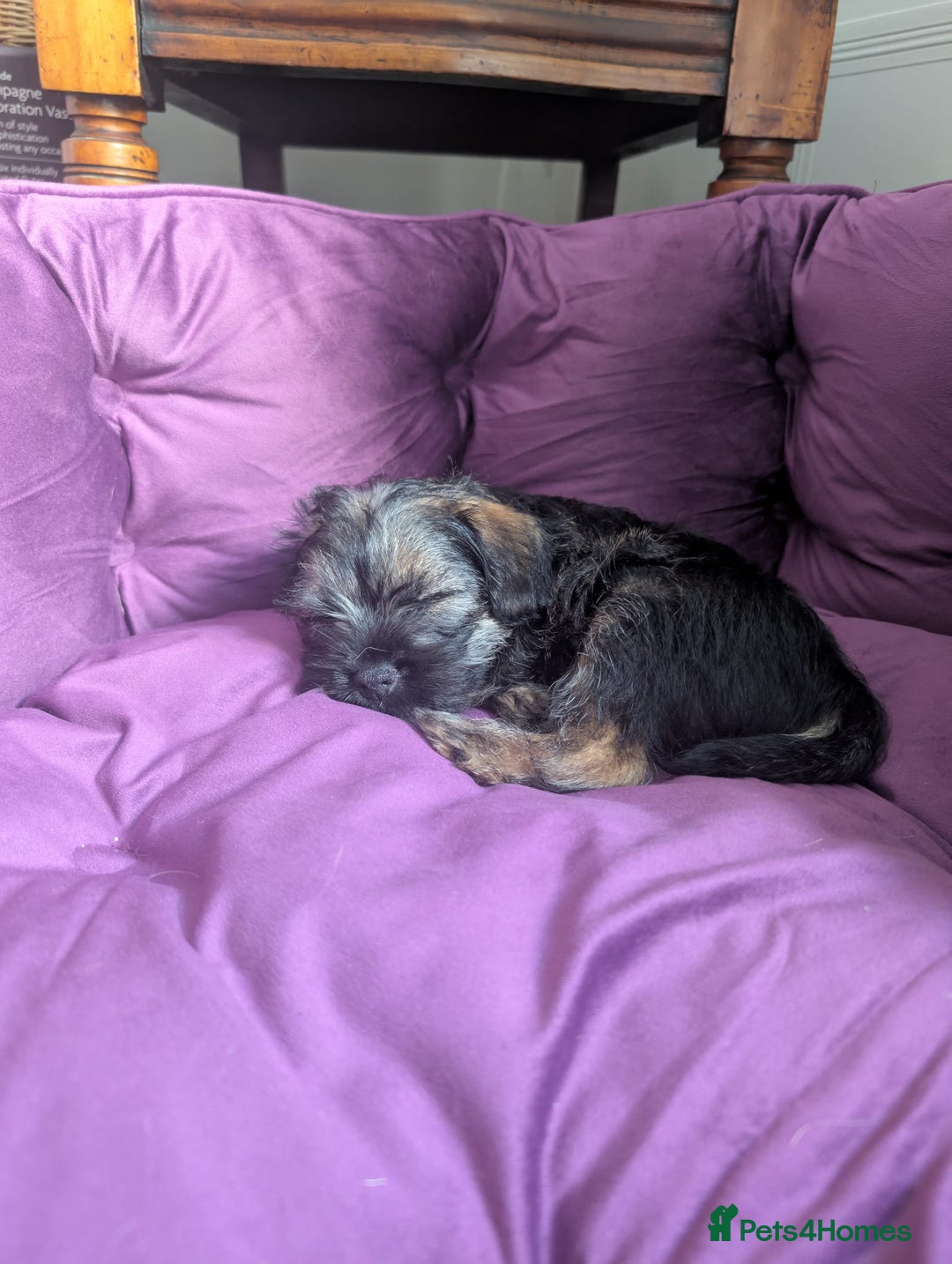 Border Terrier dogs for sale: HOME BRED GRIZZLY BORDER BOYS - Image 10