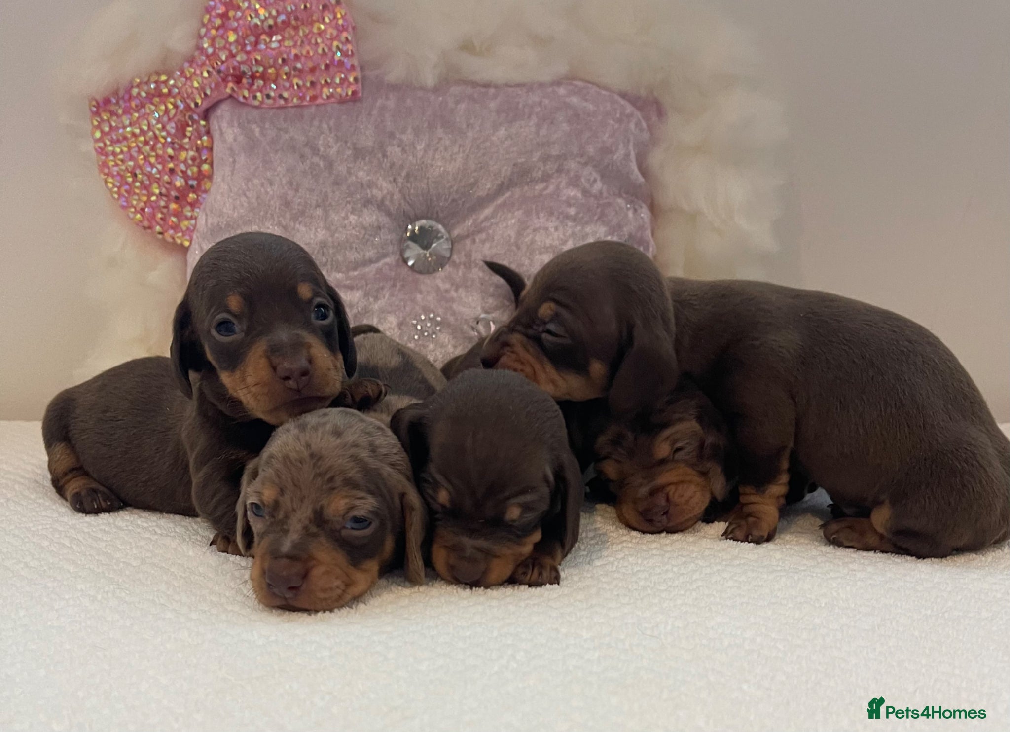 Miniature Dachshund dogs Beautiful miniature Dachshuhds available  - Advert 12