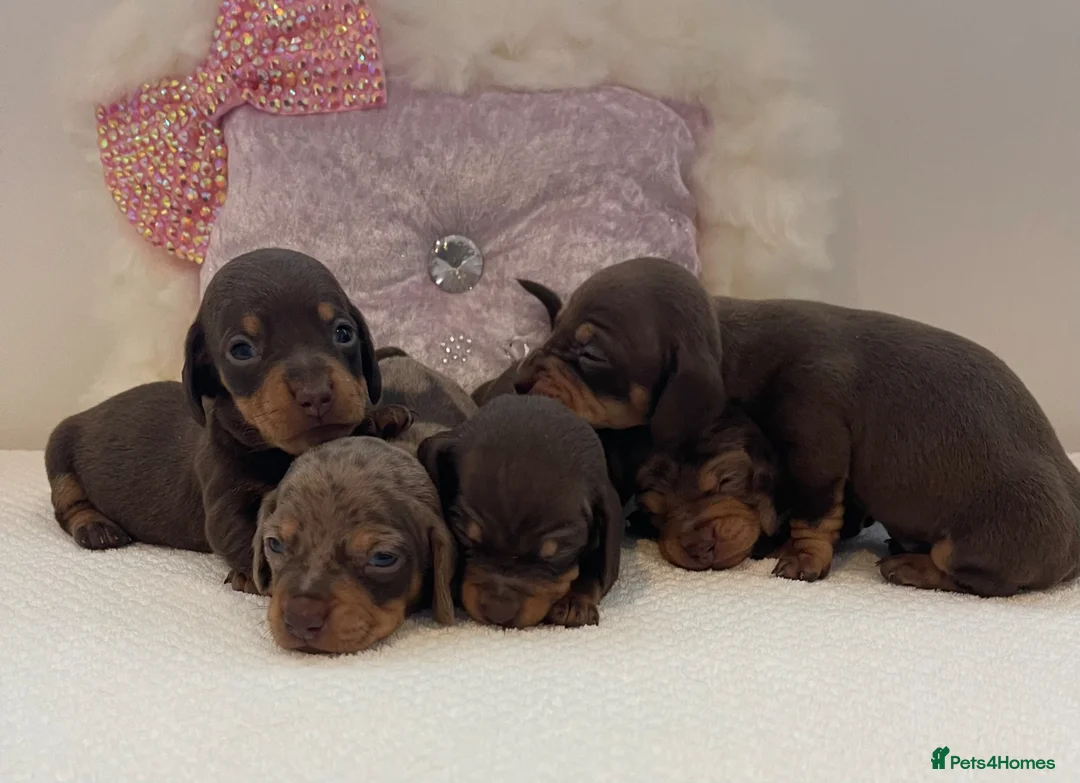 Miniature Dachshund dogs for sale: Beautiful miniature Dachshuhds available  - Advert 1