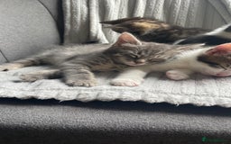 Mixed Breed cats for sale: Tabby kittens for sale - Image 10
