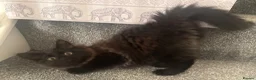 Mixed Breed cats for sale: Beautiful British Shorthair x Bengal kittens - Advert 7