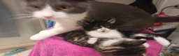 Mixed Breed cats for sale: Kitten for sale. - Advert 2