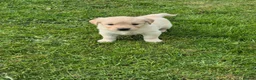 Golden Retriever dogs for sale: KC Registered Golden Retrievers- DNA Health Tested - Advert 8
