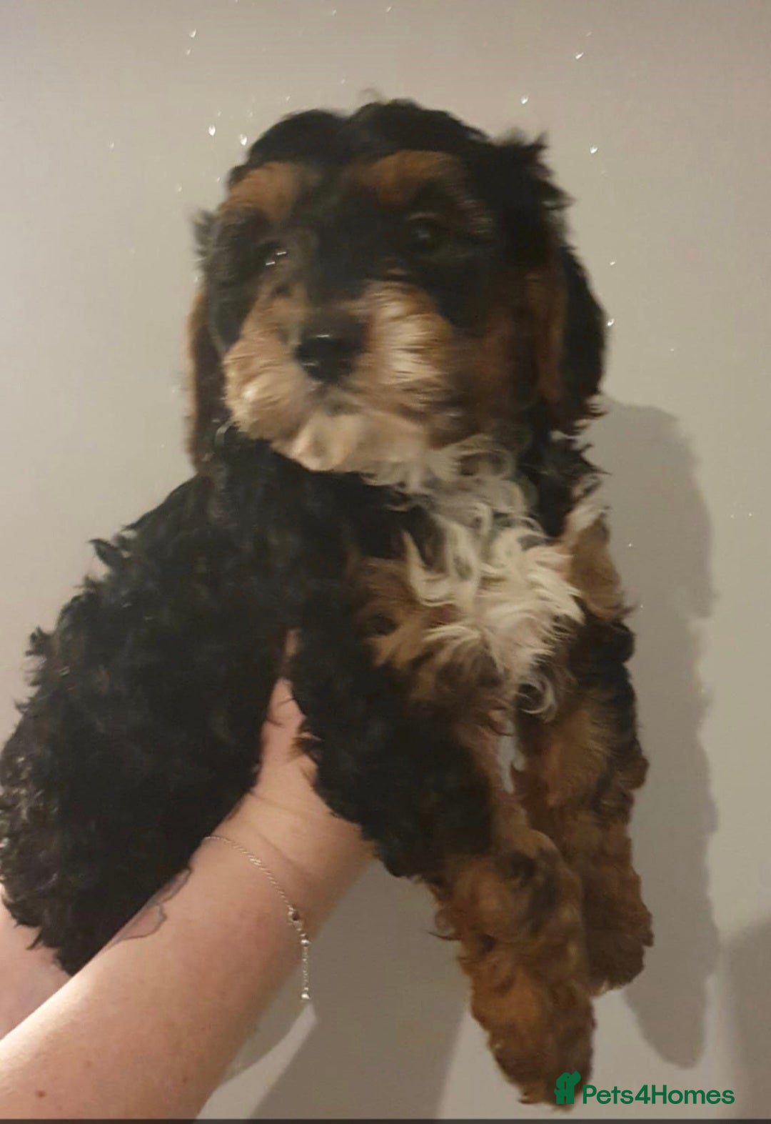 Miniature Poodle dogs for stud: Red Miniature Poodle Stud package Available  in Southampton - Advert 18