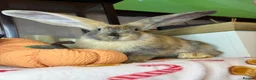 Continental Giant rabbits for sale: Stunning continental giant baby bunny rabbits - Advert 30