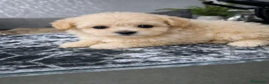 Maltipoo 4