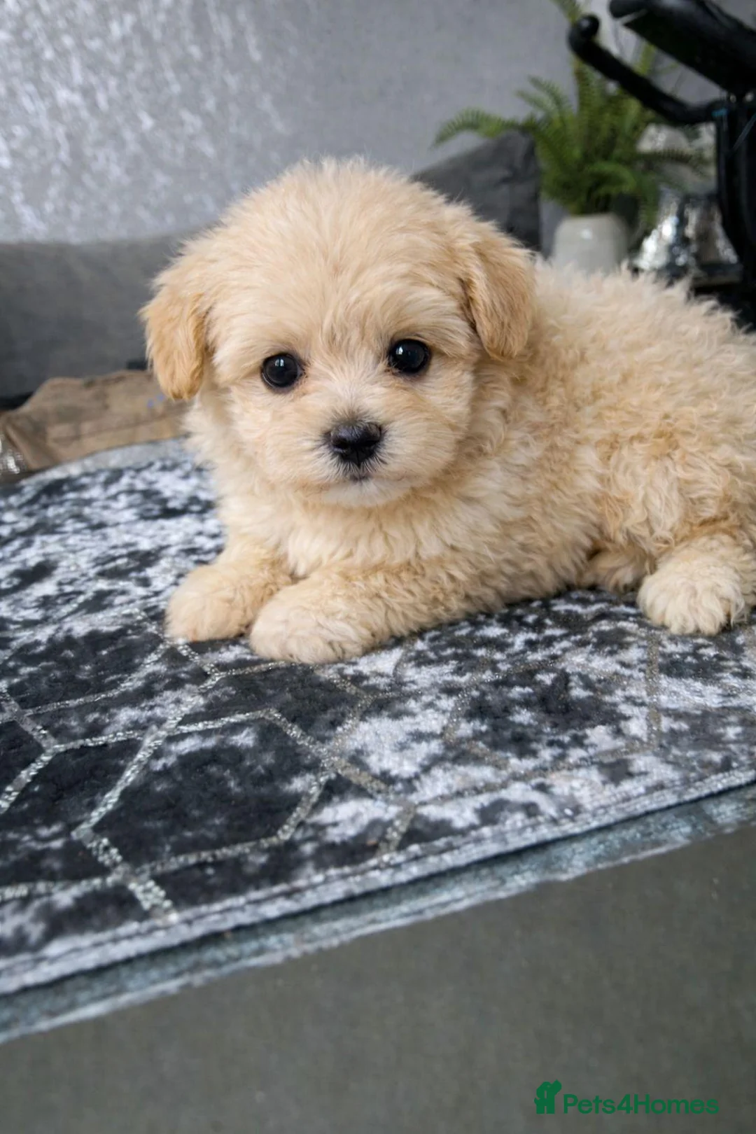 Maltipoo dogs for sale: Gorgeous Maltipoo Puppies – 4 Available  in Manchester - Advert 9