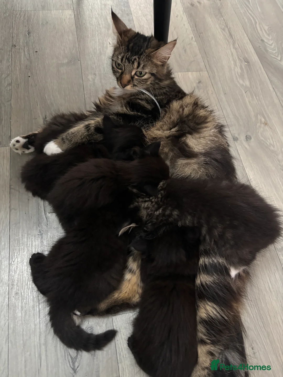 Mixed Breed cats for sale: ADORABLE LONG-HAIRED KITTENS - Advert 2