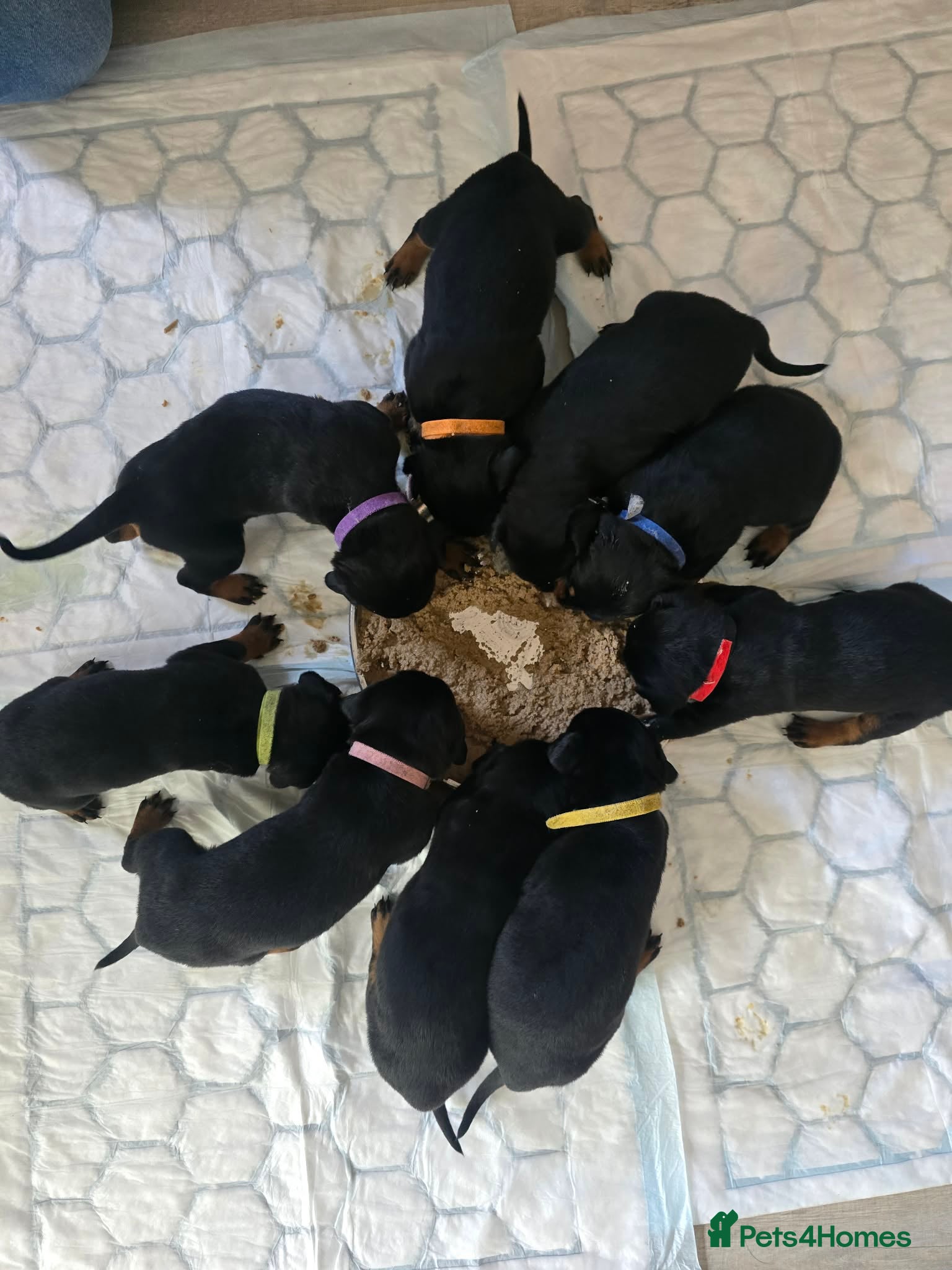 Dobermann dogs Rottermann puppies (Dobermann x Rottweiler) - Advert 18