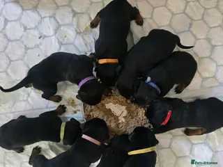 Dobermann dogs Rottermann puppies (Dobermann x Rottweiler) - Advert 18