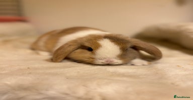 Mini Lop rabbits - Advert 10