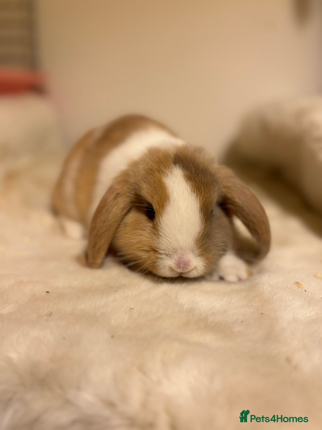 Mini Lop rabbits for sale: ✨ Beautiful harli split mini lop buck 👀 🏡  - Image 2