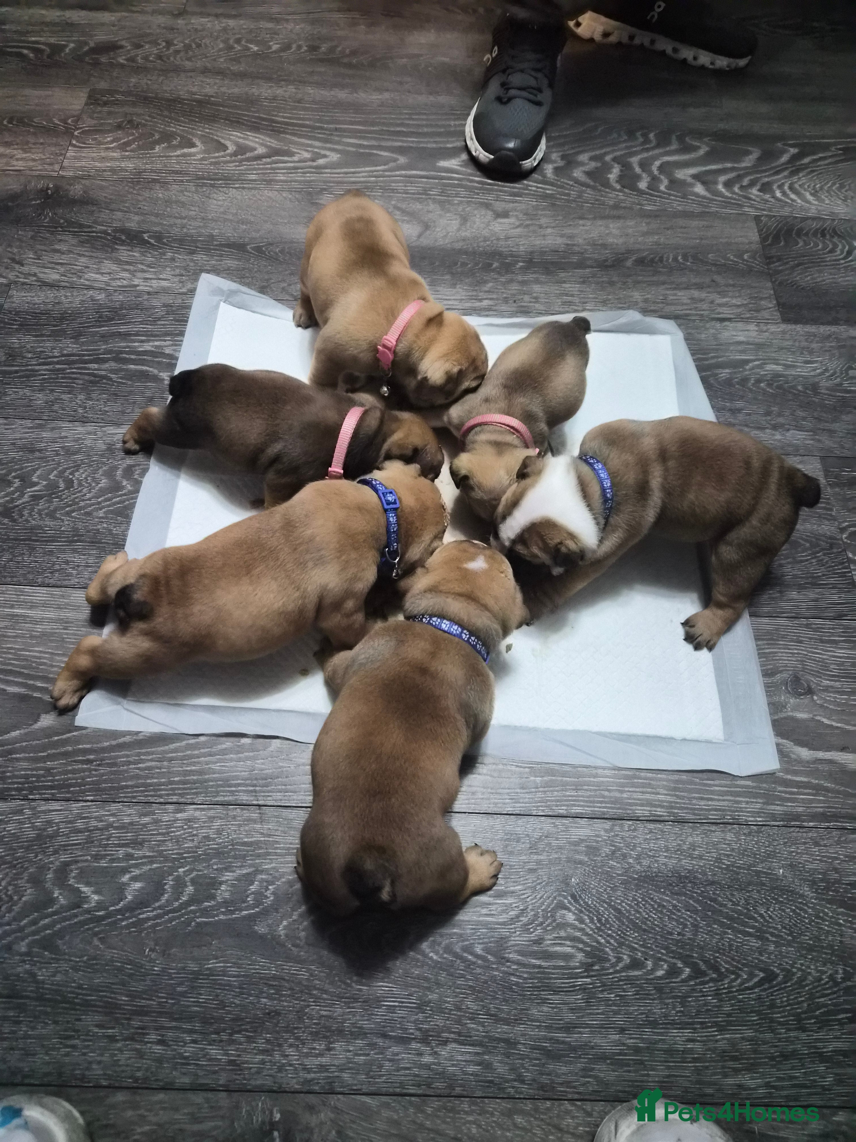 English Bulldog dogs English bullgod puppies  - Advert 1