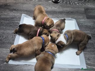 English Bulldog dogs English bulldog puppies - Advert 1