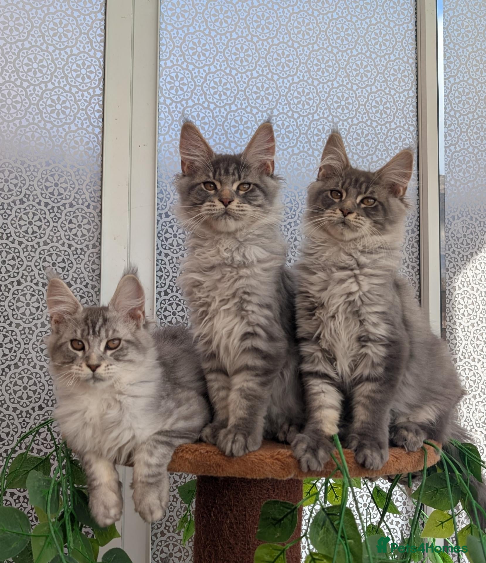 Maine Coon cats Stunning Maine coon kittens - Advert 1