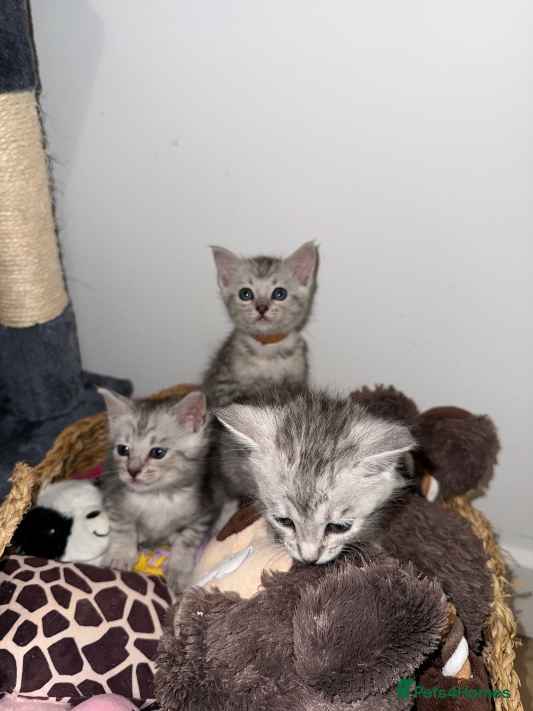 Maine Coon cats for sale: Maine Coon x Savannah Kittens - Advert 5