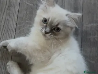 Ragdoll cats ***Last little girl***ready next week*** - Advert 2