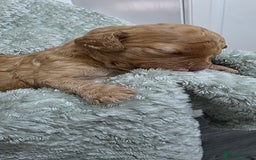 Cockapoo dogs for sale: Gorgous Cockerpoo Puppies - Image 11