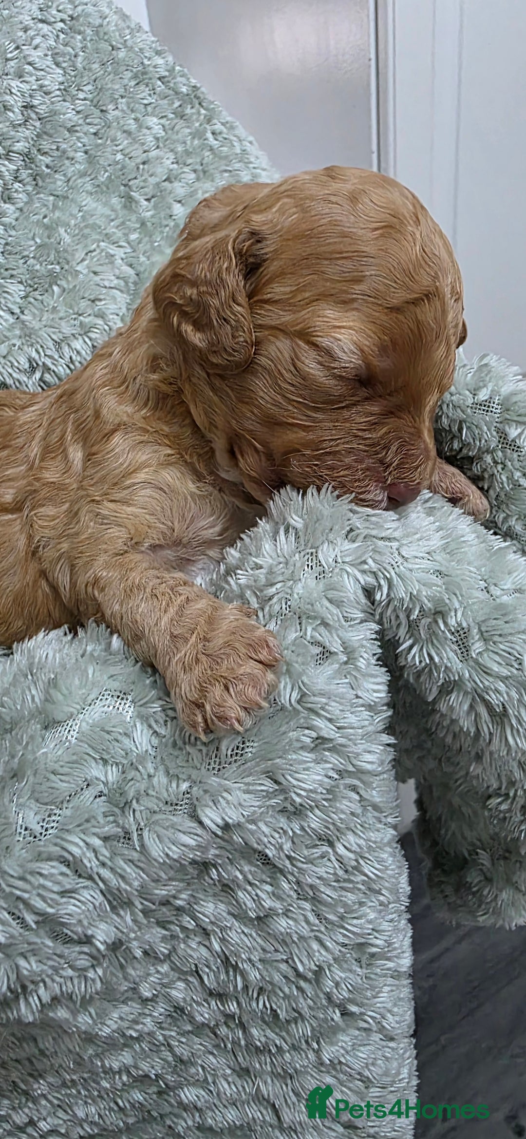 Cockapoo dogs for sale: Gorgous Cockerpoo Puppies - Image 11