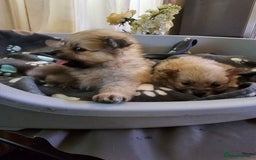 Pomeranian dogs for sale: Pure Breed Pomerian litters . - Image 3