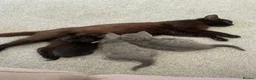 Mixed Breed cats for sale: 6 beautiful kittens  in Doncaster - Advert 2