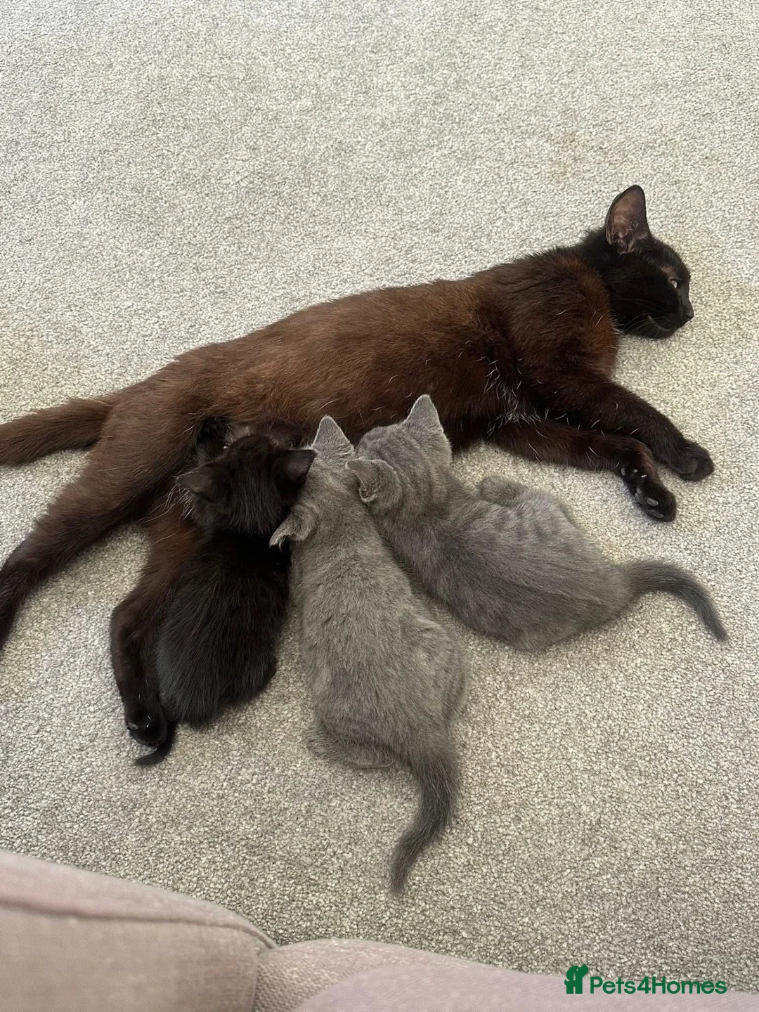 Mixed Breed cats for sale: 6 beautiful kittens  in Doncaster - Advert 2