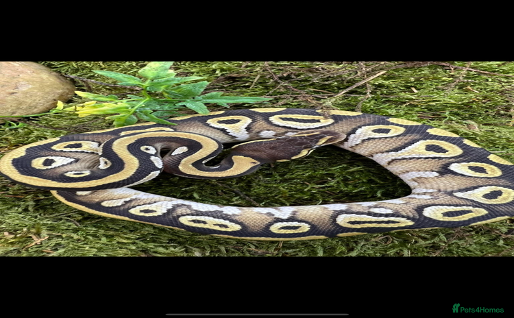 Python Snake reptiles - Advert 1