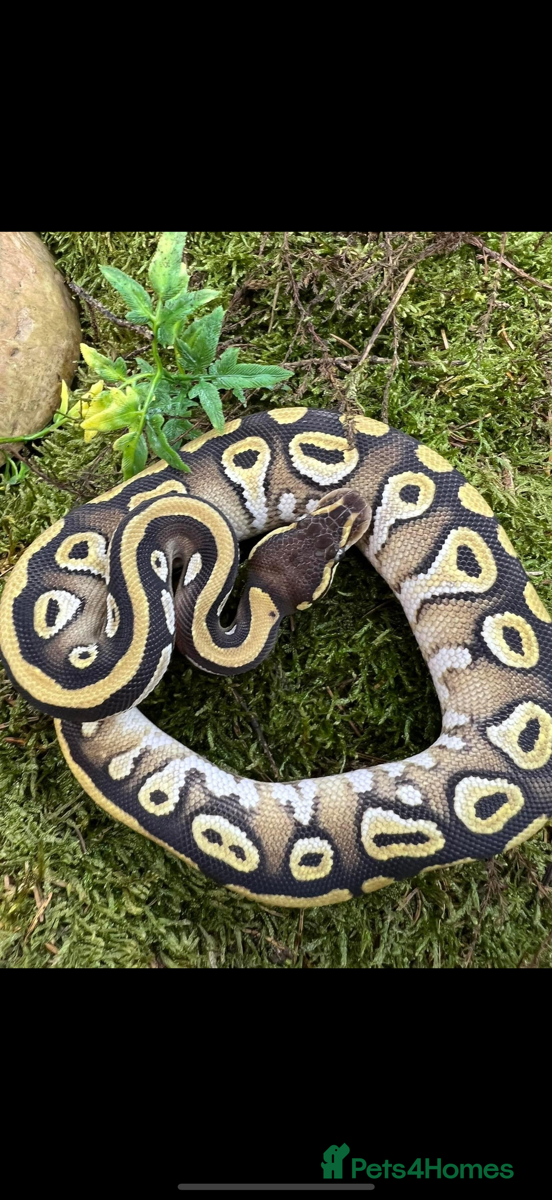 Python Snake reptiles for sale: Mojave het Pied Female  - Image 1