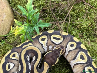 Python Snake reptiles for sale: Mojave het Pied Female - Advert 1