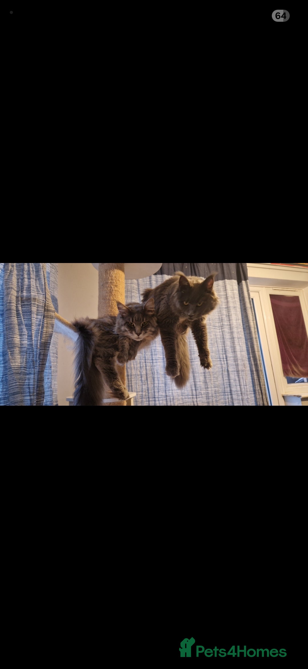 Maine Coon cats for sale: Tica maine coon kitten  - Advert 17