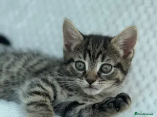 Mixed Breed cats Kittens for sale - Advert 2