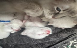 Ragdoll cats for sale: Champion line Ragdoll kittens GCCF registered - Image 13