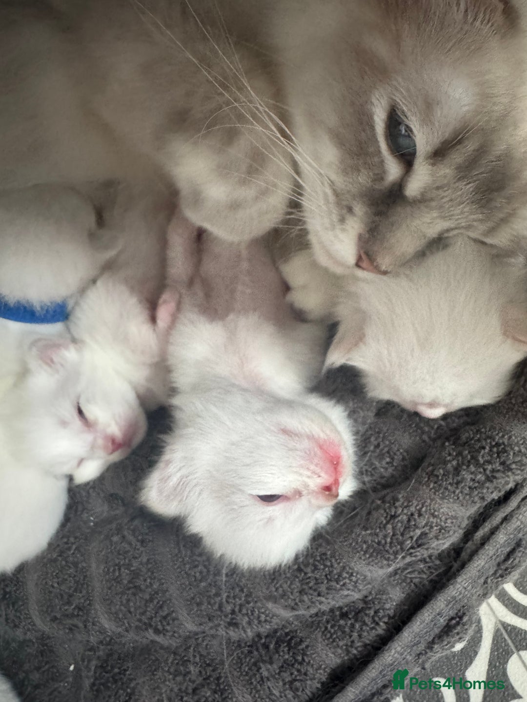 Ragdoll cats for sale: Champion line Ragdoll kittens GCCF registered - Image 13