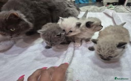 Ragdoll cats for sale: 4 ragdolls ready to leave now  - Image 11