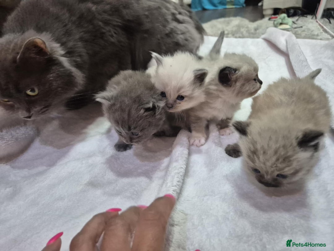 Ragdoll cats for sale: 4 ragdolls ready to leave now  - Image 11