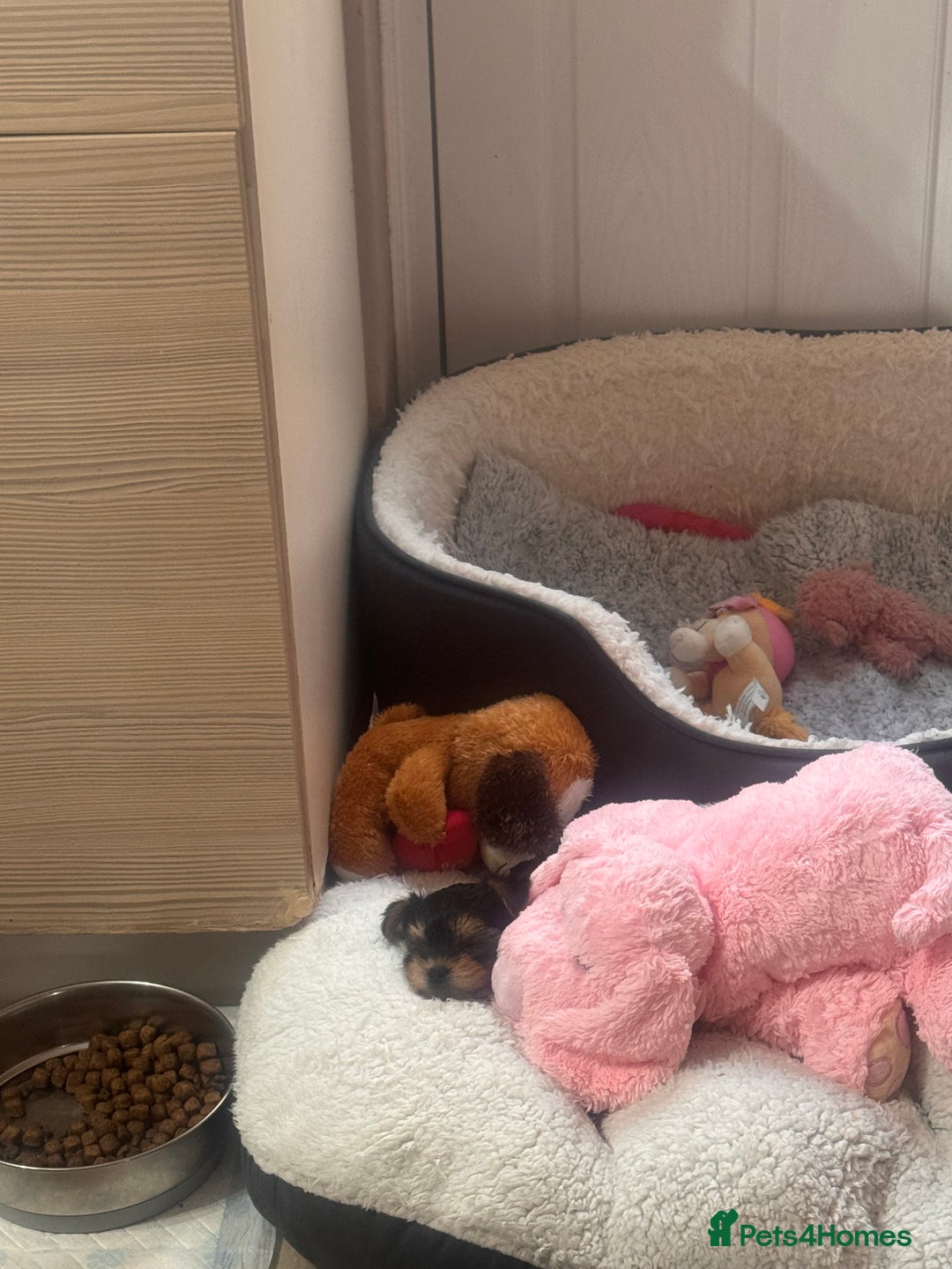 Yorkshire Terrier dogs for sale: SOLD beautiful litter mini Yorkshire terrier pups - Advert 11