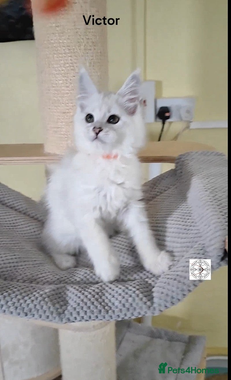 Maine Coon cats Unique maine coon kittens ❤️ ONLY PET ‼️ - Advert 9