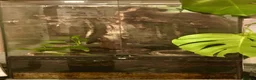 Frog reptiles for sale: Healthy female Australian Tree Frog  in Henley-on-Thames - Advert 2