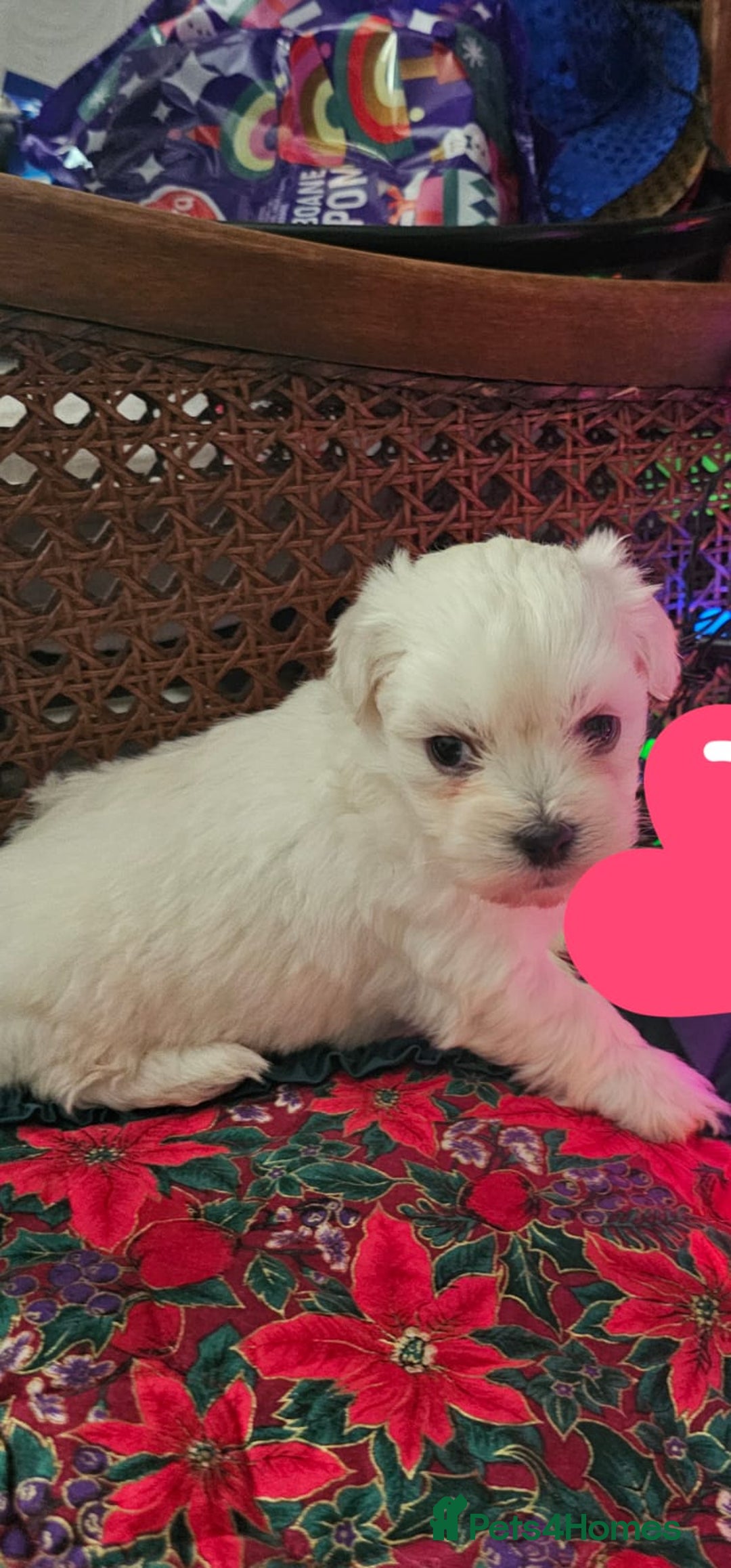 Maltese dogs for sale: 5 PUPPIES BICHONS MALTESE - Advert 9