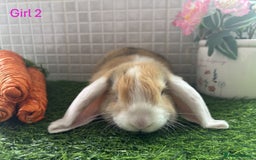 Mini Lop rabbits for sale: Mini lop baby bunnies - Ready now! - Image 27