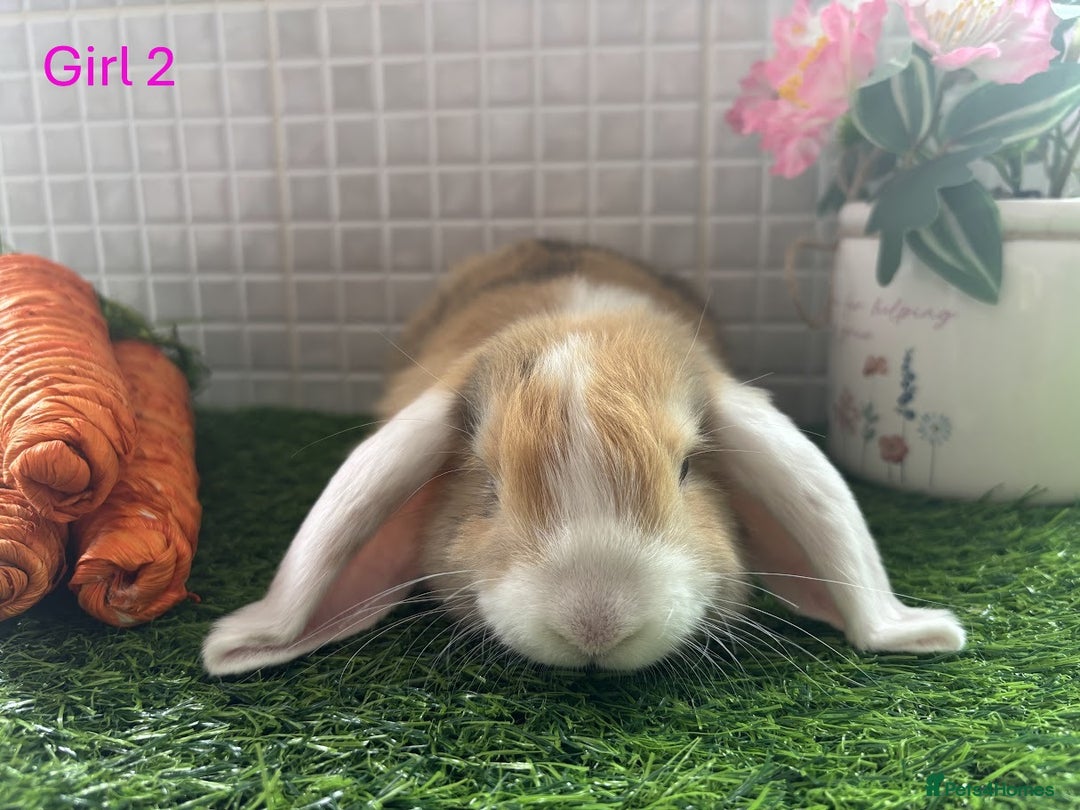 Mini Lop rabbits for sale: Mini lop baby bunnies - Ready now! - Image 27