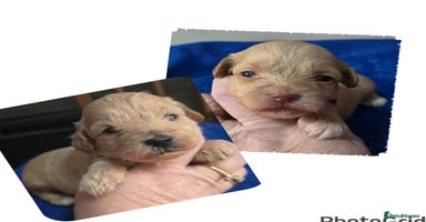 Schnoodle dogs - Advert 1