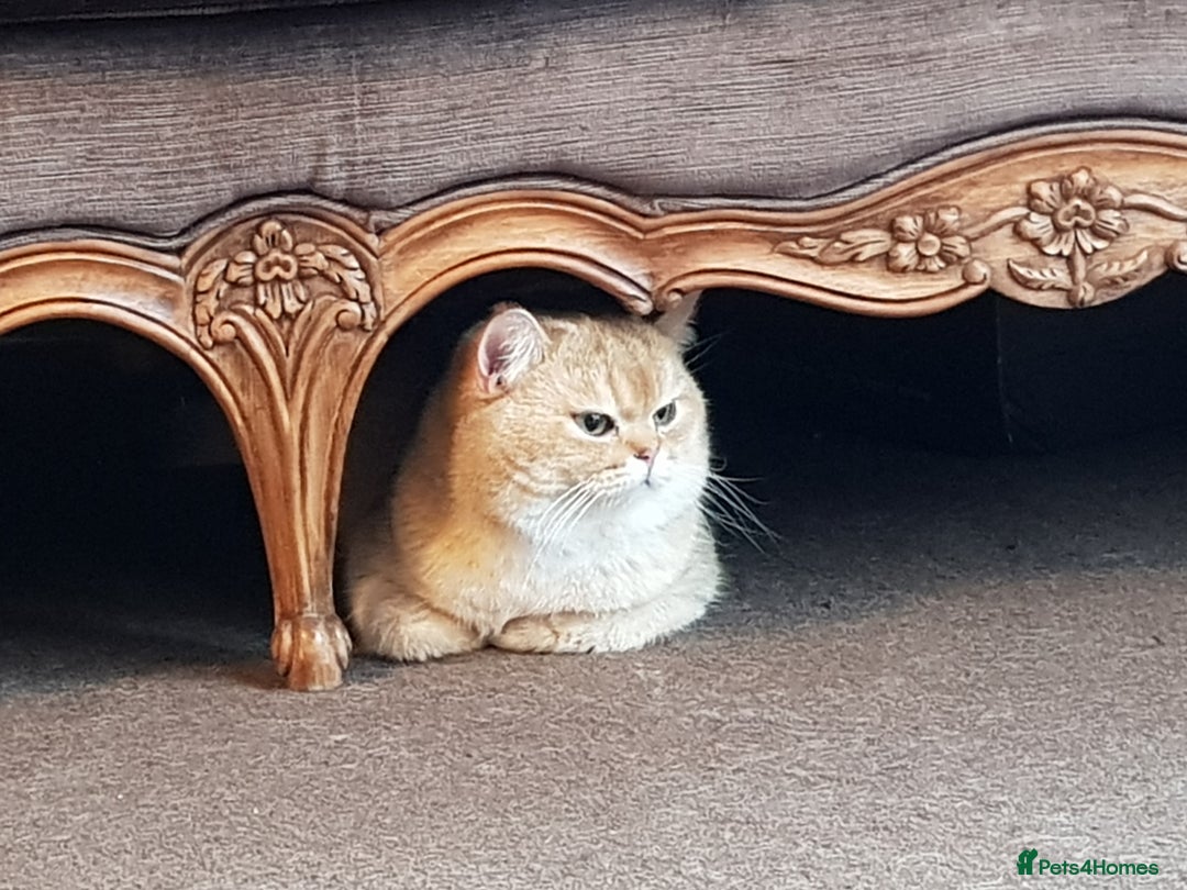 Scottish Fold cats for stud: GOLD CHINCHILLA SCOTTISH STRAIGHT PEDIGREE. STUD in London - Advert 25