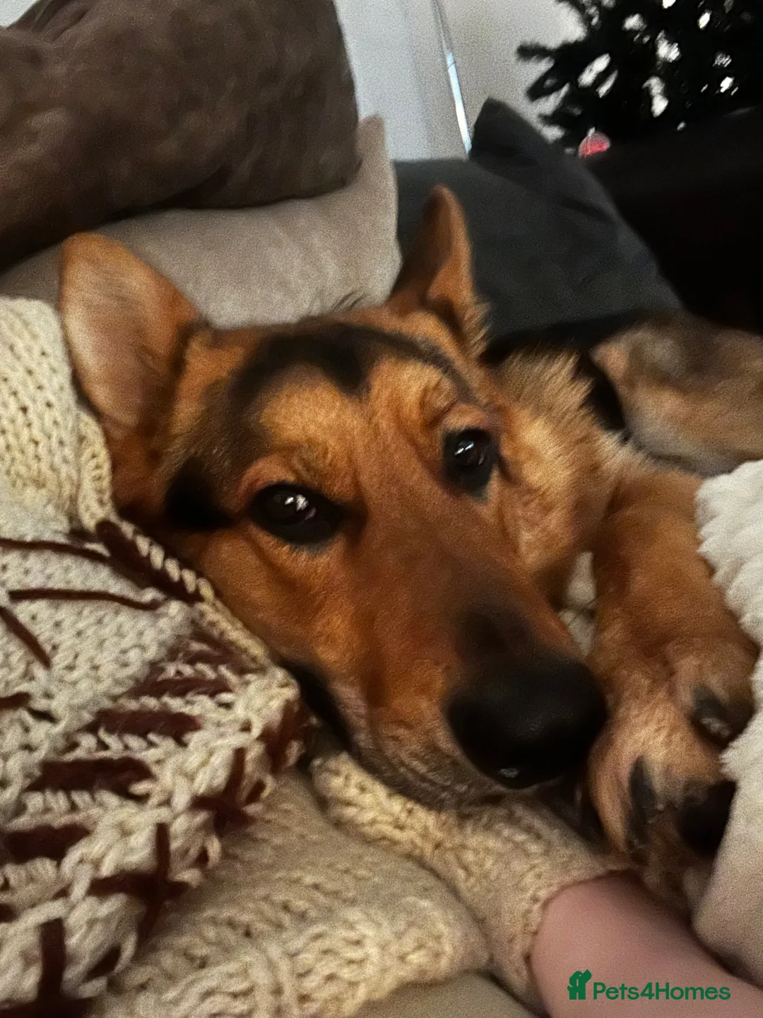 German Shepherd dogs for sale: Loving German Shepherd Male - Advert 2