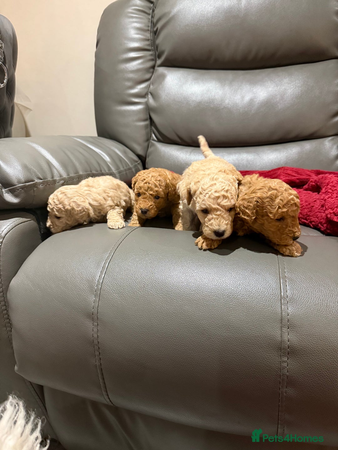 Toy Poodle dogs for sale: Toy poodle - Advert 3