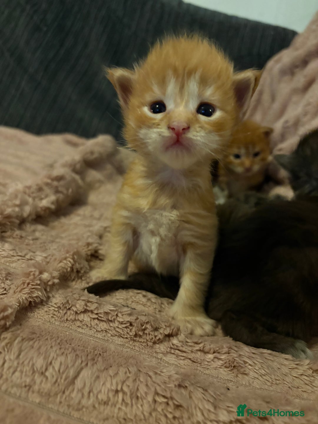 Maine Coon cats for sale: TICA registered Maine coon kittens rare red girl  - Advert 10
