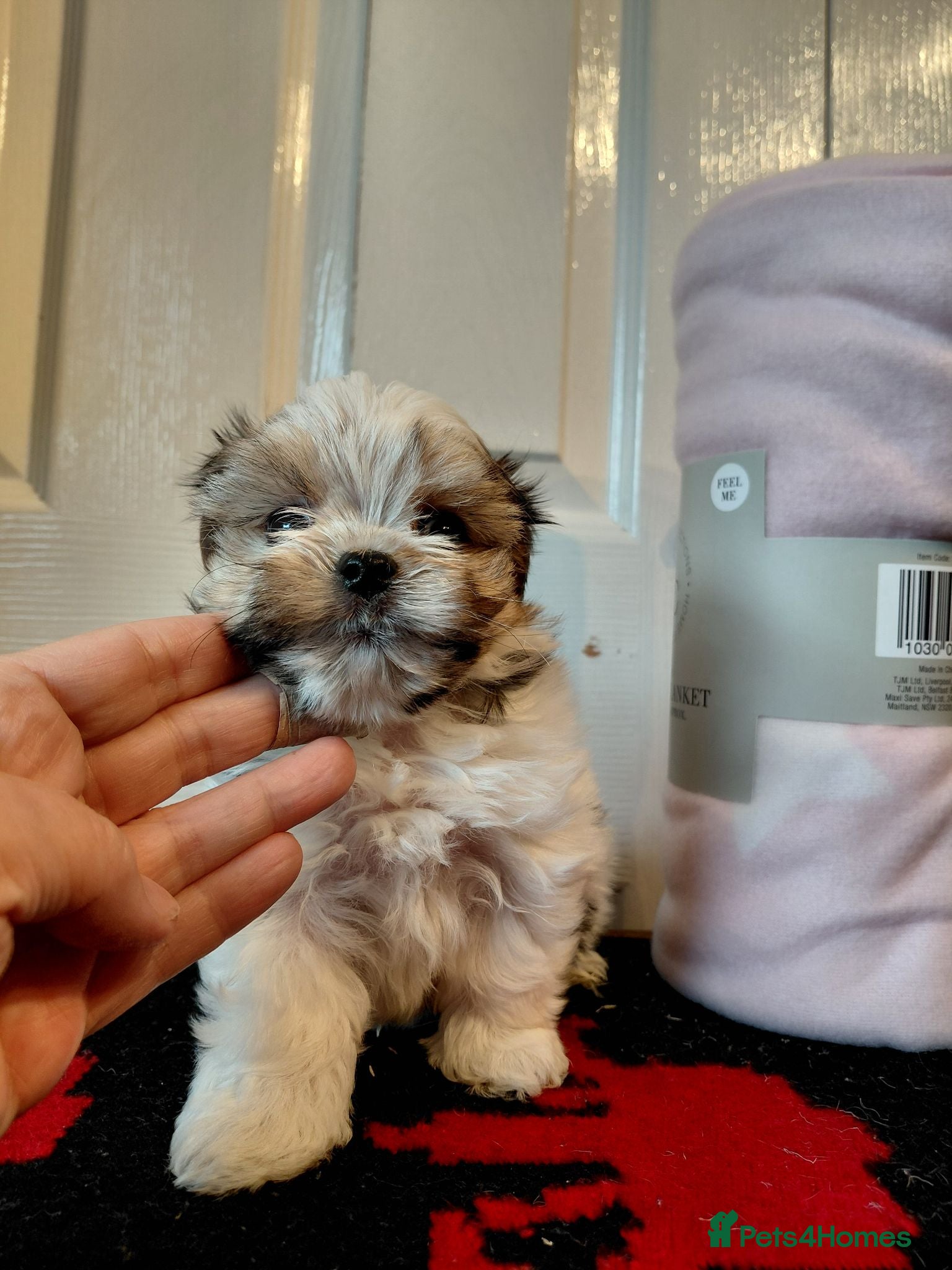 Biewer Terrier dogs Stunning Biewer Terrier puppies-Well-Trained  - Advert 8