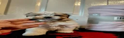 Biewer Terrier dogs for sale: Stunning Biewer Terrier puppies-Well-Trained  - Advert 4