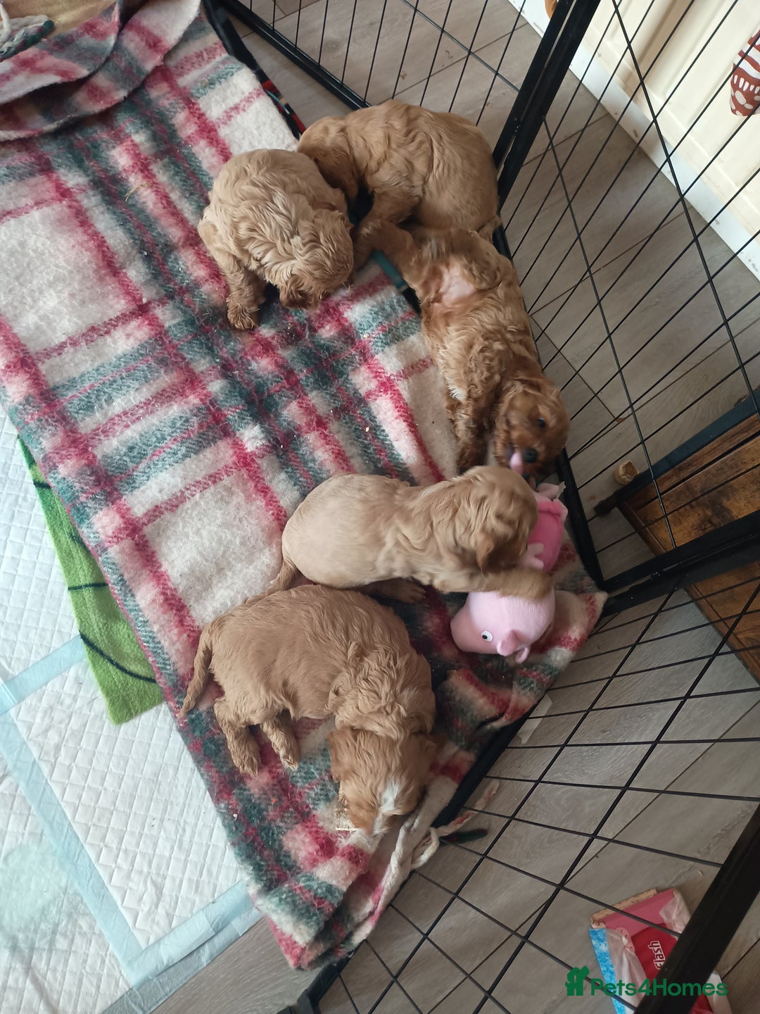 Cockapoo dogs for sale: Beautiful Cockapoo Pups  - Image 22