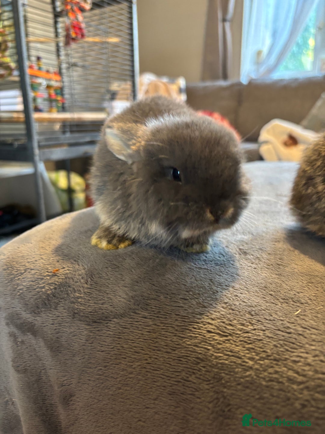 Mini Lop rabbits for sale: 2 babies available  - Advert 4